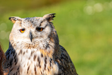 A large owl is staring at the camera with its eyes closed