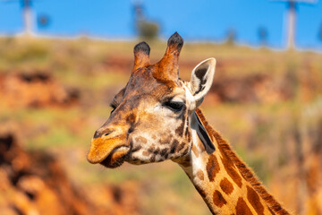 A giraffe with its head turned to the side and its tongue hanging out