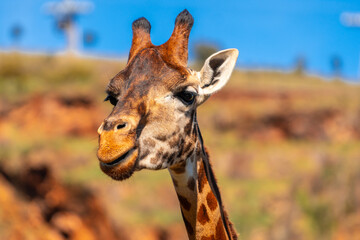 A giraffe is looking at the camera with its mouth open