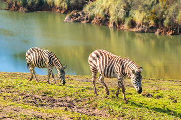 Two zebras are grazing on a grassy hillside by a river