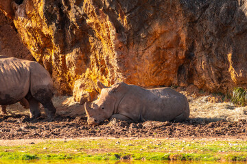 A rhino is laying down in the dirt next to a rock wall