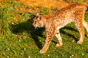 A small brown cat is walking through a field of grass