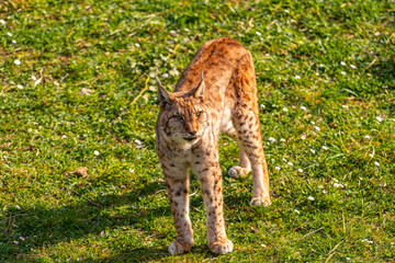 A brown and white cat is standing in a grassy field