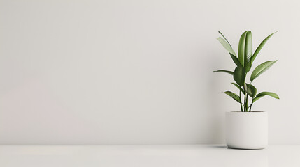 Interior of modern bright room with white walls, concrete floor, white plant pots and window with sunlight ,Indoor plant in a pot on a white wall background with shadows