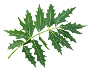 A green papaya leaf showcasing its intricate lobed structure.