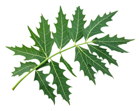A green papaya leaf showcasing its intricate lobed structure.