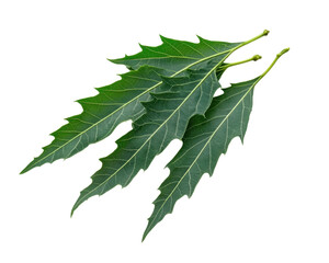 Obraz premium A cluster of bright green bay leaves, commonly used for culinary purposes.