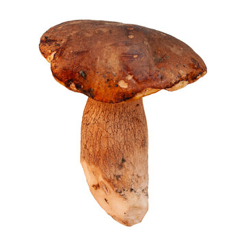 Fungo porcino fresco e intero isolato su sfondo bianco, perfetto esemplare di Boletus edulis con cappello marrone lucido e gambo robusto per concetti di cucina e gastronomia