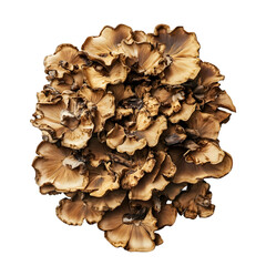 Maitake mushrooms: textured cluster of earthy brown fungi on transparent background