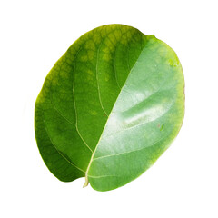 Obraz premium Single Avocado Leaf