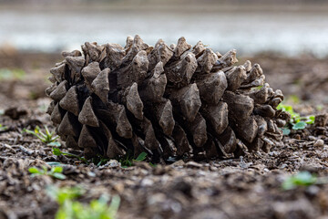 Pigne in Landes forest