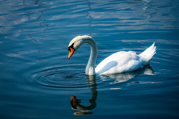 swan on the lake