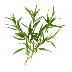Fresh tarragon herb on transparent background - culinary spice and aromatic ingredient