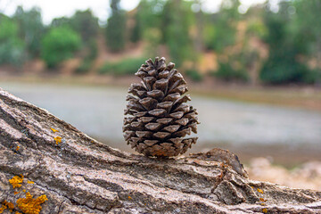 Pigne in Landes forest