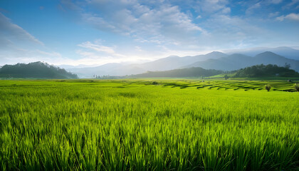 Fototapeta premium Fresh large green rice field on the morning landscape. AI generated image