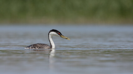 A Western Grebe swims in calm water with a small fish in its beak and out of focus green reeds in the background in the Bear River Migratory Bird Refuge in Brigham City Utah, USA on a summer day.