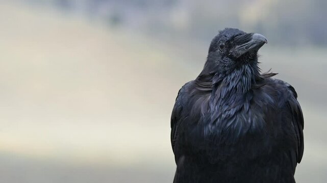 A raven sitting patiently, observing his surroundings. Camera locked. Raven framed in right one third of frame.