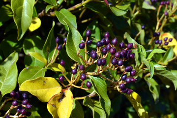 Leaves and fruits of the laurustinus (Viburnum tinus)