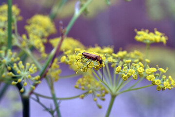 Beetle feeding on the flowers of wild fennel (Foeniculum vulgare)