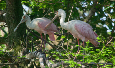 Obraz premium Roseate Spoonbill in a tree