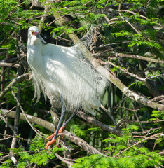 Snowy Egret in a tree
