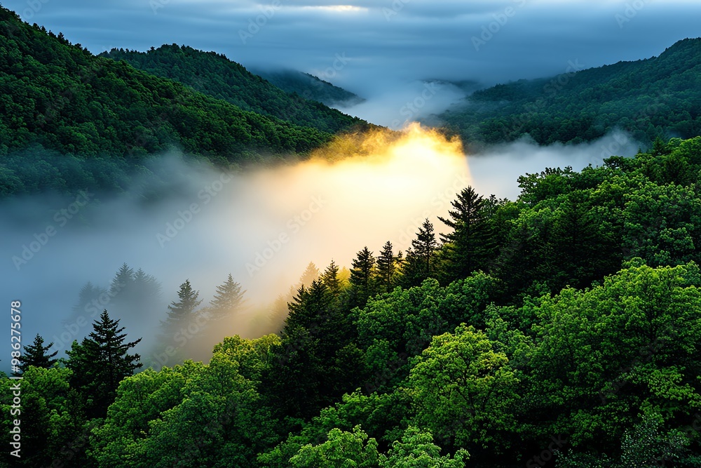 Poster a misty forest at dawn, with trees shrouded in fog and the first rays of sunlight breaking through