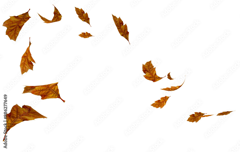 Wall mural leaves autumn falling isolated for background oak tree - 3d rendering