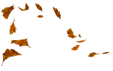 leaves autumn falling isolated for background oak tree - 3d rendering