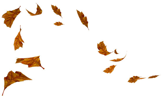 leaves autumn falling isolated for background oak tree - 3d rendering