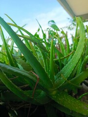 aloe vera plants