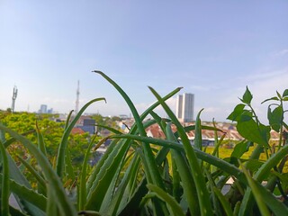  Aloe vera and sky