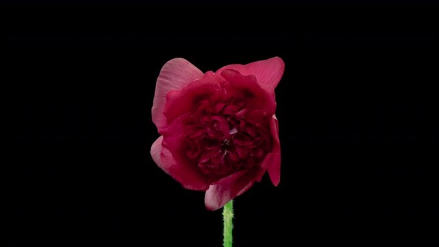 Macro time lapse opening Malva moschata musk mallow flower, isolated on pure black background