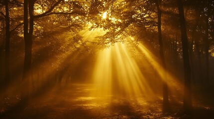 Obraz premium Golden Sunlight Beams Through Misty Forest Trees
