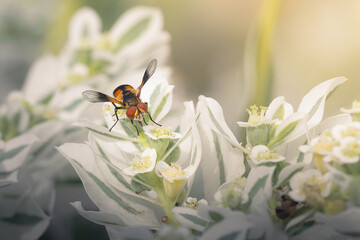 bee on a flower