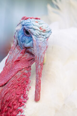 close up of a white turkey