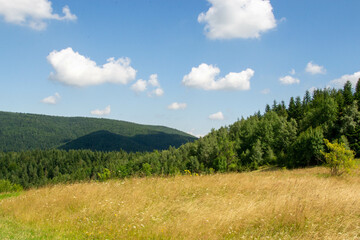 Green forest natural landscape on the mountain in summer. Beautiful colorful summer spring natural landscape in Park surrounded by green foliage of trees in sunlight. High quality photo