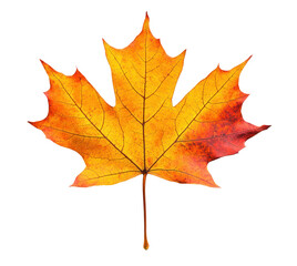 Fototapeta premium autumn maple leaf graphics element