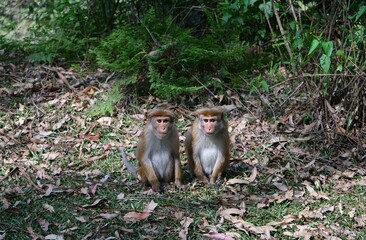 Close up of two monkey macaque, eating leaves, sitting on tree. It is toque macaque, Macaca sinica, met in Horton Plains National Park in Nuwara Eliya, Sri Lanka.