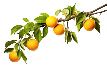 Ripe oranges on a branch