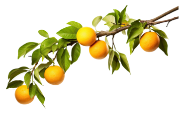 Ripe oranges on a branch