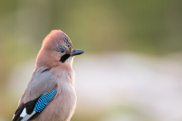 Eurasian Jay perched gracefully and showcasing vibrant plumage