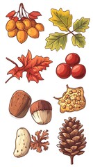 A set of hand-drawn acorns, pine cones, and chestnuts in earthy tones on a white background, vector illustration, cute doodle art style, flat design, clipart, vector graphics, vector illustrations