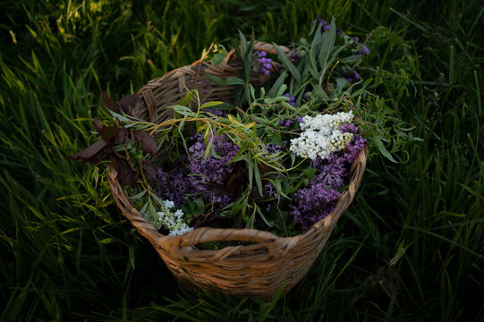 Backet with Lilac Flowers