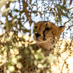 Gepard im Busch © Jonas