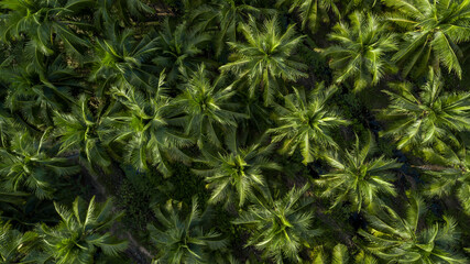 Aerial view coconut tree plantation, Coconut tree field farm plantation, Coconut palm tree jungle.