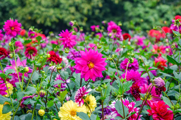 Experience the enchanting beauty of cosmos flowers set against a vibrant green background.