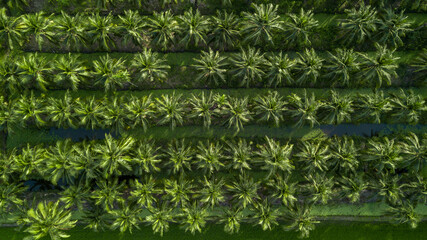 Aerial view coconut tree plantation, Coconut tree field farm plantation, Coconut palm tree jungle.