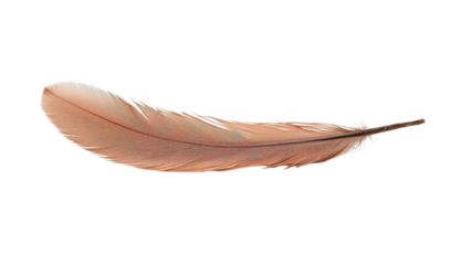 Single feather isolated on a white background, natural texture