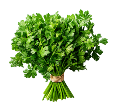 Parsley bunch tied with a string on a transparent background