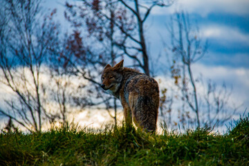 Loup 